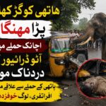 اندور میں ہاتھی کے حملے میں آٹو ڈرائیور کی ہلاکت