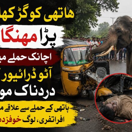 اندور میں ہاتھی کے حملے میں آٹو ڈرائیور کی ہلاکت