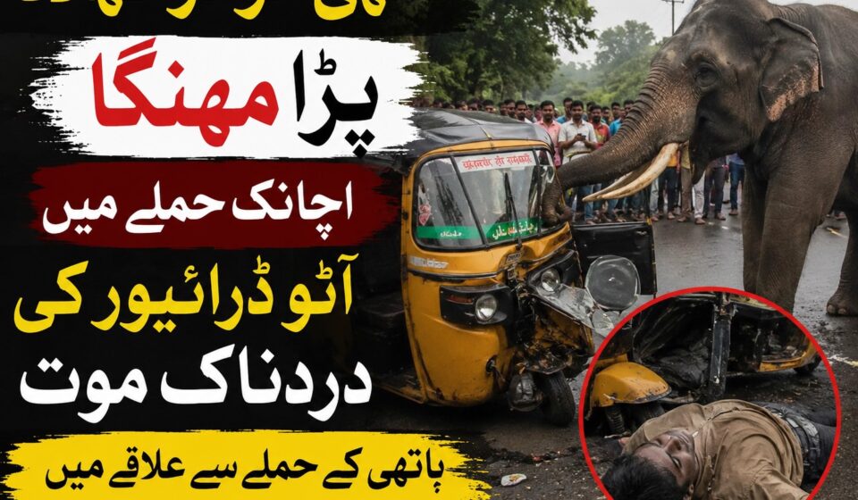 اندور میں ہاتھی کے حملے میں آٹو ڈرائیور کی ہلاکت